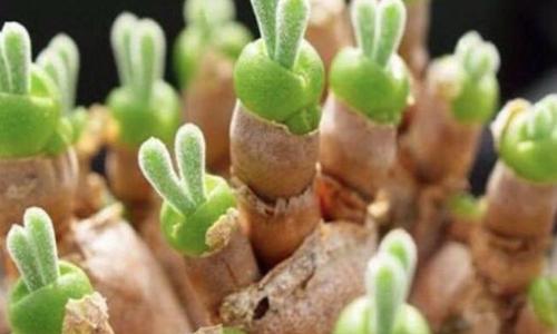 肉肉种子怎么种植？种植过程中需要注意哪些问题？