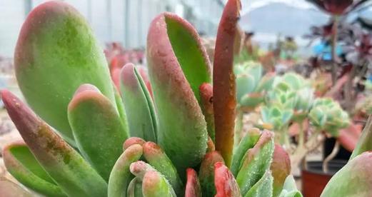 肉肉种子怎么种植？种植过程中需要注意哪些问题？