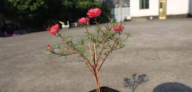 太阳花养成老桩造型的秘诀是什么？需要多长时间才能成型？