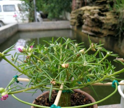 太阳花养成老桩造型的秘诀是什么？需要多长时间才能成型？