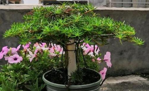 太阳花养成老桩造型的秘诀是什么？需要多长时间才能成型？