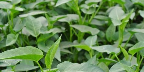 空心菜是喜阴植物还是喜阳光植物？种植时应注意什么？