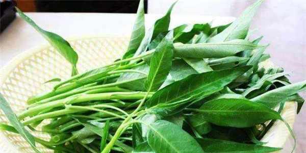 空心菜是喜阴植物还是喜阳光植物？种植时应注意什么？