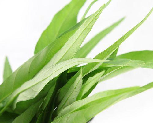 空心菜是喜阴植物还是喜阳光植物？种植时应注意什么？