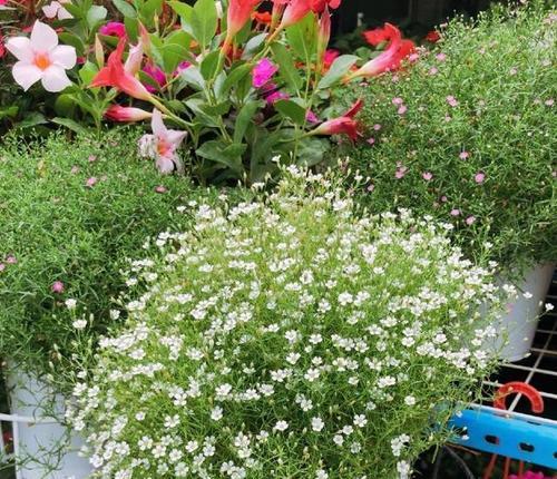 满天星扦插方法是什么？扦插后多久能生根？