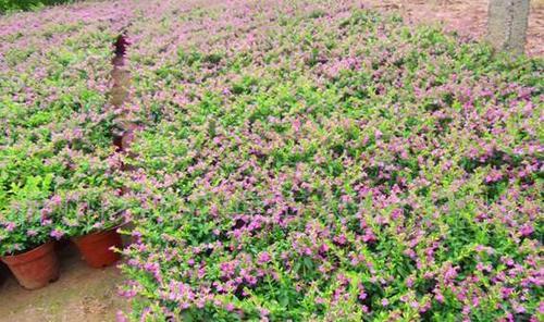 满天星扦插方法是什么？扦插后多久能生根？