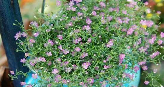 满天星扦插方法是什么？扦插后多久能生根？