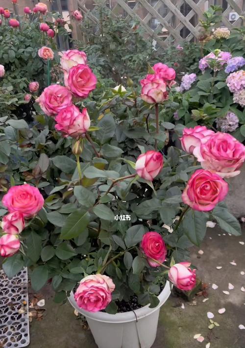 艾莎月季勤花吗？如何确保月季持续开花？