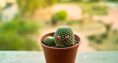 仙人掌放在阳台合适吗？阳台养护仙人掌的注意事项是什么？