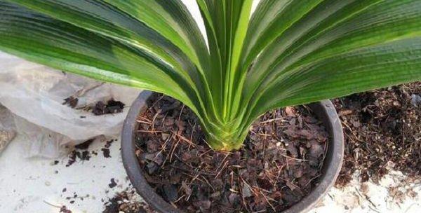君子兰种子最佳种植时间是什么时候？种植后如何管理？