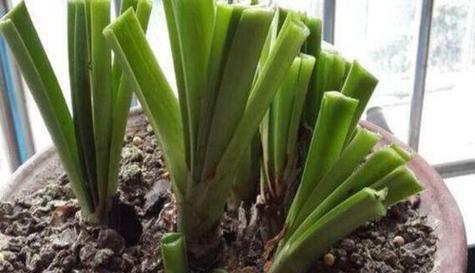 君子兰种子最佳种植时间是什么时候？种植后如何管理？