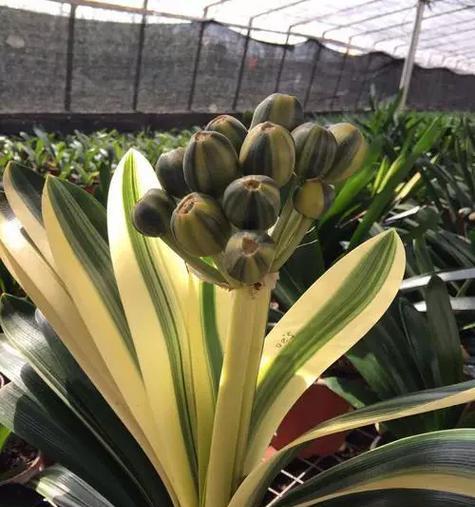 君子兰种子最佳种植时间是什么时候？种植后如何管理？