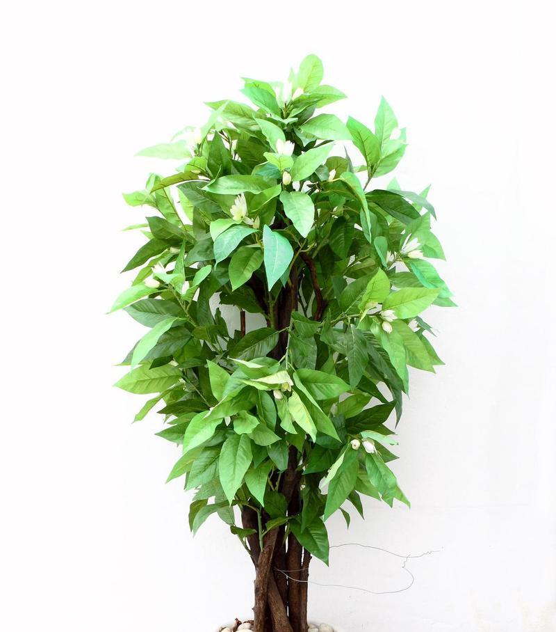 平安树放在卧室有哪些好处？需要注意什么？