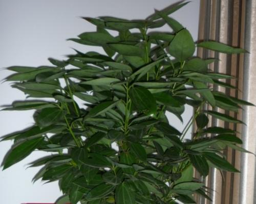 平安树放在卧室有哪些好处？需要注意什么？