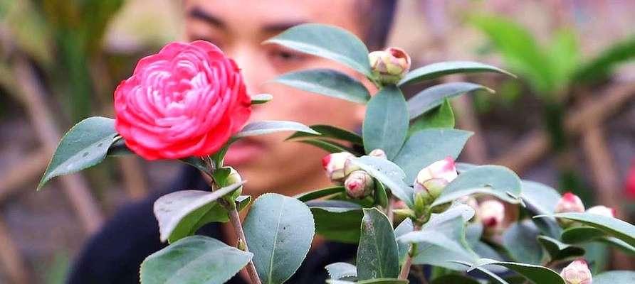 茶花有毒吗？室内养护需要注意什么？