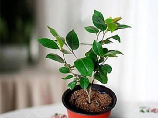 茶花有毒吗？室内养护需要注意什么？