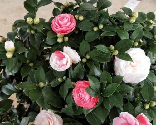 茶花有毒吗？室内养护需要注意什么？