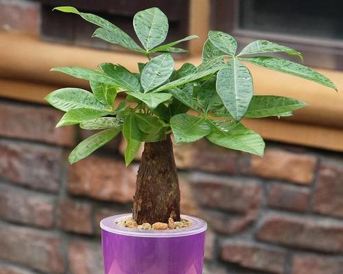 茶叶水浇发财树可行吗？有什么注意事项？