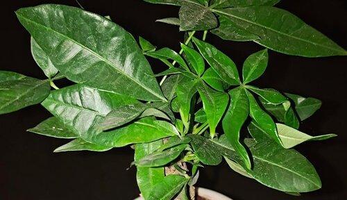 茶叶水浇发财树可行吗？有什么注意事项？