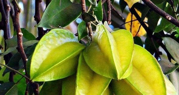 杨桃什么时候吃最营养？最佳食用季节是什么时候？