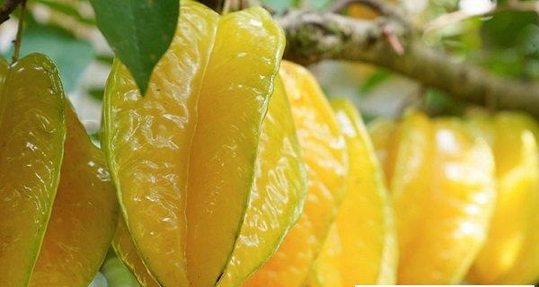 杨桃什么时候吃最营养？最佳食用季节是什么时候？