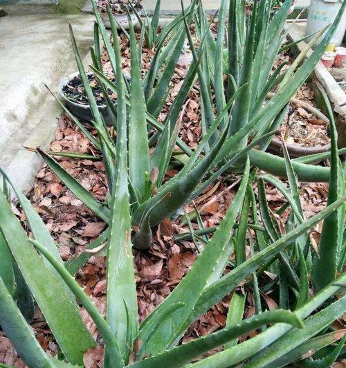 芦荟草长什么样？芦荟草的特征和常见问题解答？