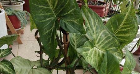 合果芋的风水作用是什么？在家里养合果芋好吗？