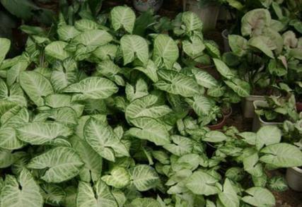 合果芋的风水作用是什么？在家里养合果芋好吗？