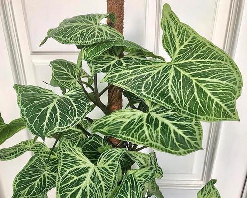 合果芋的风水作用是什么？在家里养合果芋好吗？