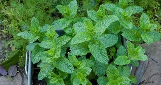 薄荷在家里养安全吗？薄荷有毒性吗？