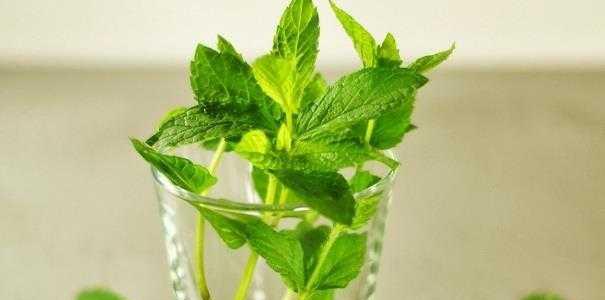 薄荷在家里养安全吗？薄荷有毒性吗？