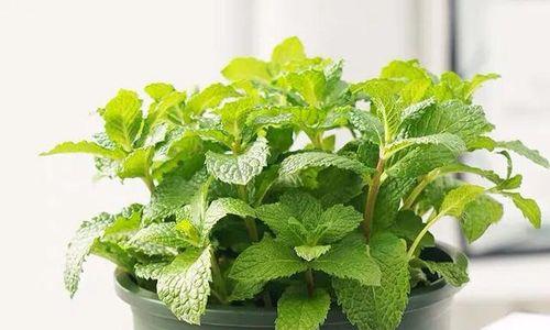 薄荷在家里养安全吗？薄荷有毒性吗？