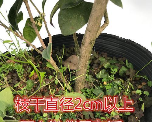 四季桂修剪方法有哪些？如何正确修剪四季桂？