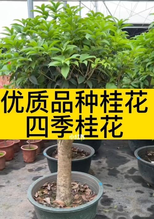 四季桂修剪方法有哪些？如何正确修剪四季桂？