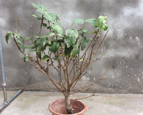 腊梅花剪枝的最佳时机是什么时候？剪枝后如何护理？