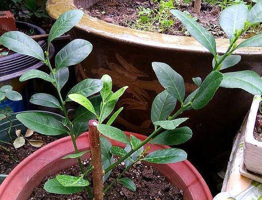 柠檬做肥料的正确方法和常见问题解答？