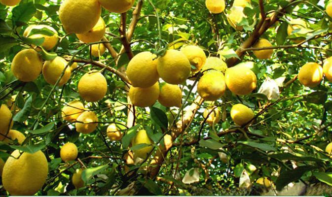 柠檬做肥料的正确方法和常见问题解答？