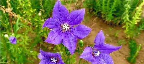 桔梗打什么药效果最佳？常见病害防治方法是什么？