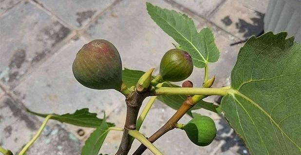 无花果的开花时间是什么时候？花期持续多久？