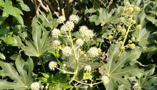 无花果的开花时间是什么时候？花期持续多久？
