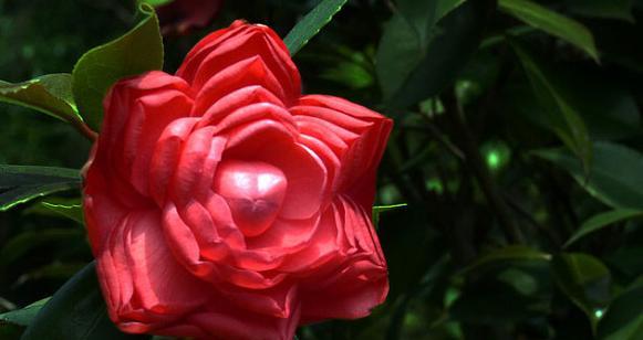 红茶长什么样子？如何辨别不同种类的红茶？