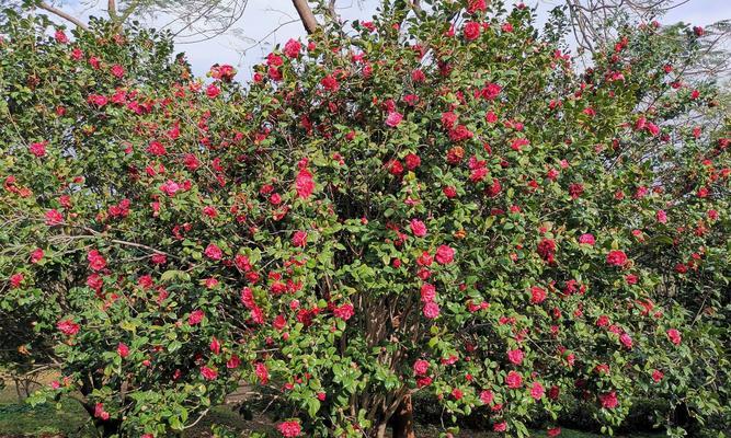 红茶长什么样子？如何辨别不同种类的红茶？