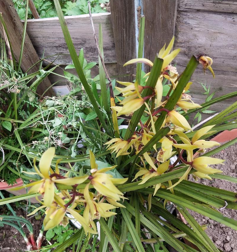 九头兰一年能开几次花？开花频率及养护技巧是什么？