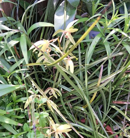 九头兰一年能开几次花？开花频率及养护技巧是什么？