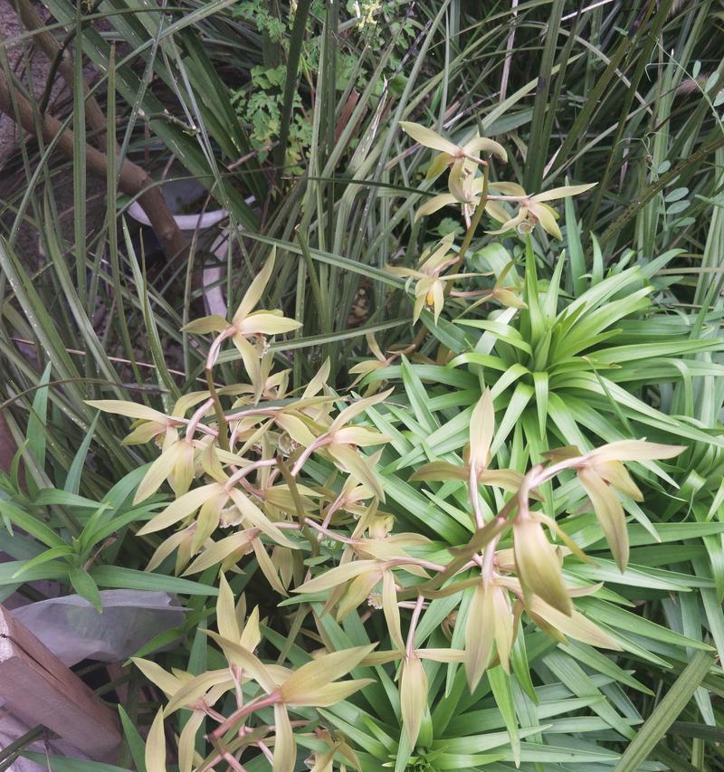 九头兰一年能开几次花？开花频率及养护技巧是什么？