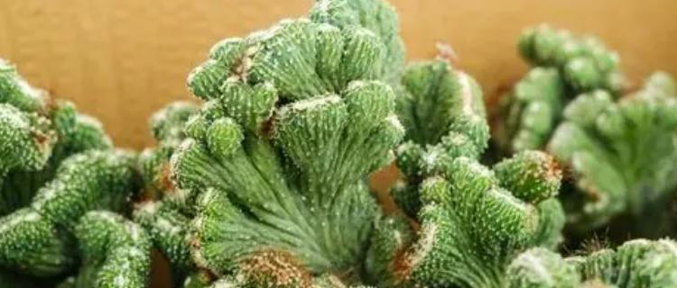 山影拳开花吗？最佳开花时间是什么时候？