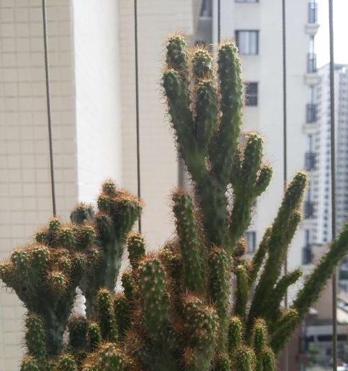 山影拳开花吗？最佳开花时间是什么时候？