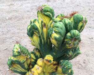 山影拳开花吗？最佳开花时间是什么时候？