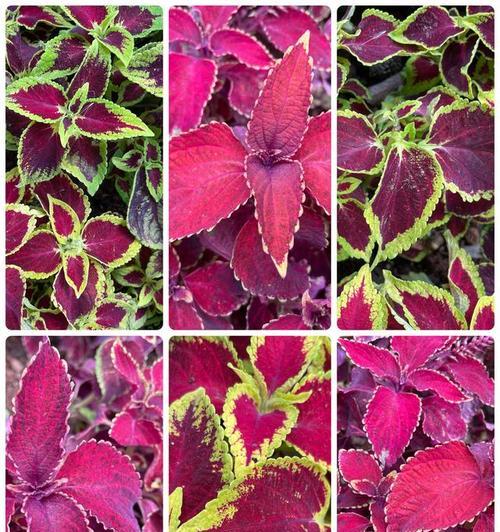 五彩苏什么时候开花？如何促进其开花？