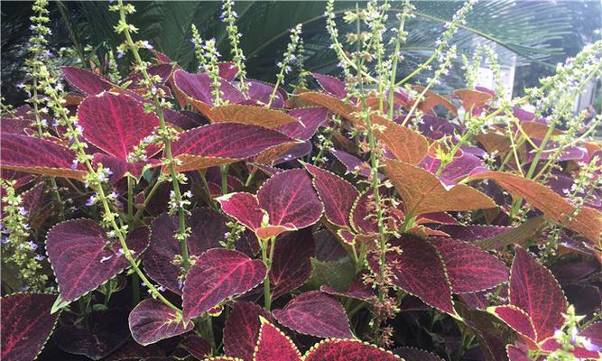 五彩苏什么时候开花？如何促进其开花？